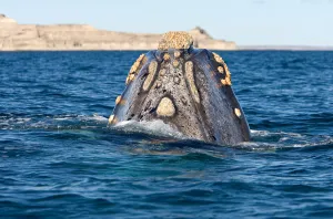 Animal Themes Photography Drucke: Top of the head, seen from behind