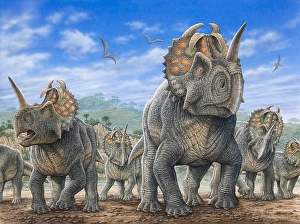 Paleozoology Artwork Drucke: A herd of Centrosaurus dinosaurs