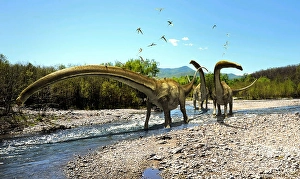 Paleozoology Artwork Drucke: A herd of Mamenchisaurus walks along a riverbed