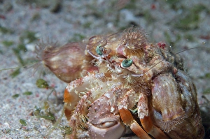 Wild Animal Photography Philippines Drucke: Hermit crab in the Philippines