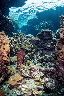 Underwater Cave Exploration Drucke: A hidden reef inside a cavern, Red Sea
