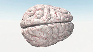 Nervous System Diagrams Drucke: Human Brain