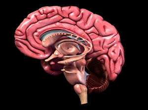 Sagittal Section Of The Brain Drucke: Human brain, sagittal section