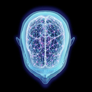 Human Brain Structure Drucke: Human head and brain with network nodes