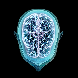 Human Brain Structure Drucke: Human head and brain with network nodes