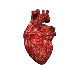 Human Heart Anatomy Drucke: Human Heart