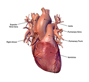 Cardiovascular System Illustration Drucke: Human heart with labels