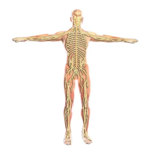 Human Nervous System Anatomy Drucke: Human nervous system