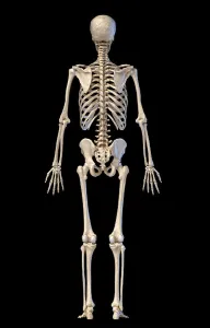 Anatomy Illustration Drucke: Human skeleton, full figure standing