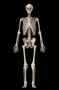 Anatomy Illustration Drucke: Human skeleton, full figure standing
