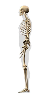Human Skeleton Drucke: Human skeleton, side view on white background