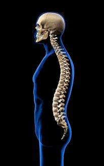 Human Vertebral Column Drucke: Human skull and vertebral column