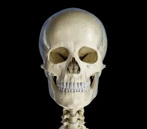 Biomedical Artwork Drucke: Human skull viewed from the front
