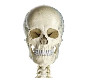 Human Skull Anatomy Drucke: Human skull viewed from the front