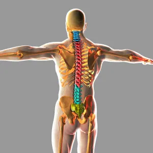 Human Skeletal System Diagram Drucke: Human spinal cord