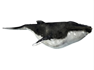Humpback Whale Calf Drucke: Humpback whale with barnacles on chin, side view