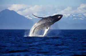 Humpback Whale Breaching Drucke: Humpback whale breaching the Inside Passage