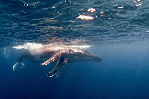 Humpback Whale Calf Drucke: A humpback whale and her calf at the surface