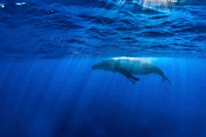 Megaptera Novaeangliae Pictures Drucke: A humpback whale plays on the surface