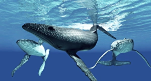 Ocean Wildlife Drucke: Humpback whales at the surface
