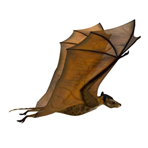 Chiroptera Species Drucke: Icaronycteris bat with wings up