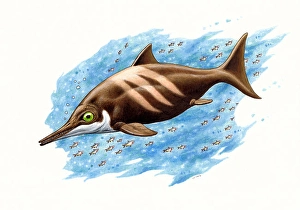 Colored Pencil Artwork Drucke: Ichthyosaurus on white background