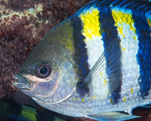 Ocean Wildlife Pictures Drucke: Indo-Pacific sergeant fish tending its eggs