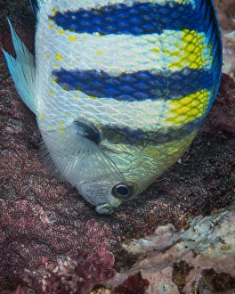 Ocean Wildlife Pictures Drucke: Indo-Pacific sergeant fish tending its eggs