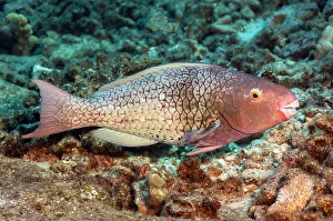 Underwater Animal Images Drucke: The initial phase of an ember parrotfish