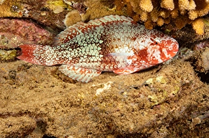 Parrotfish Species Drucke: The initial phase of a redlip parrotfish