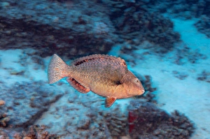 Tropical Fish Underwater Drucke: The initial phase of a stareye parrotfish