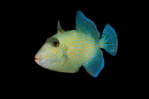 Blue Triggerfish Drucke: Juvenile blue triggerfish on black background