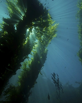 No People Outdoor Nature Scenes Drucke: Kelp forest with school of fish