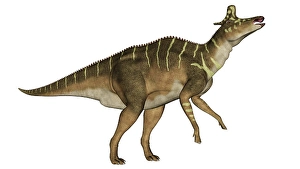 Dinosaur Artwork Drucke: Lambeosaurus dinosaur with head up