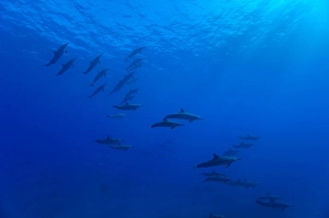 Stenella Longirostris Images Drucke: A large group of spinner dolphins