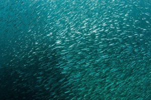 Southeast Asia Ocean Life Drucke: A large school of slender silversides