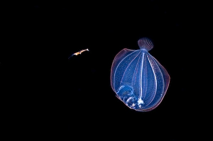 Tropical Fish Images Drucke: The larval stage of a flounder