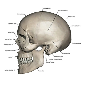 Laterale Ansicht der menschlichen Schädelanatomie mit Annotationen.