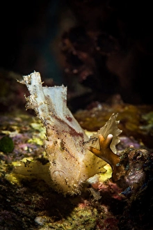 Tropical Underwater Life Drucke: A leaf scorpionfish waves in the current