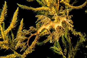 Camouflaged Sea Creatures Drucke: A leafy sea dragon, Phycodurus eques