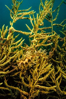 Syngnathidae Family Fish Drucke: A leafy sea dragon, Phycodurus eques