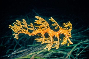 Actinopterygii Fish Drucke: A leafy sea dragon, Phycodurus eques