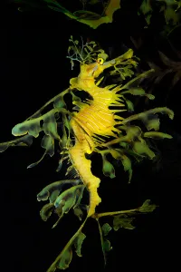 Sea Life Images Drucke: Leafy seadragon (Phycodurus eques)