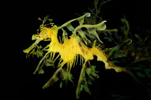Actinopterygii Fish Drucke: Leafy seadragon (Phycodurus eques)