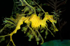 Underwater Sea Life Drucke: Leafy seadragon (Phycodurus eques)