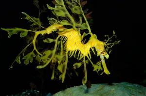 Sea Life Images Drucke: Leafy seadragon (Phycodurus eques)