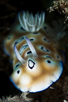 Nudibranch Species Drucke: Leopard chromodoris nudibranch