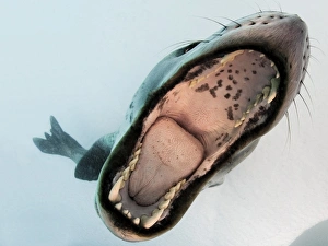 Colorful Animal Photography Drucke: Leopard seal mouthing its own reflection in the camera port, Antarctica