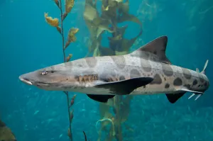 Shark Species Drucke: Leopard shark