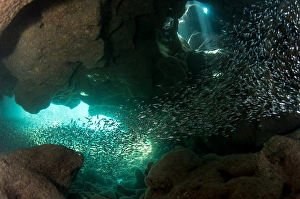 Central America Sea Life Drucke: Light beams and fish inside Dolphin's Den cavern